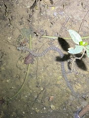 Cerberus schneiderii