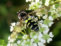 Melangyna fisherii