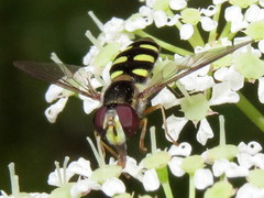 Epistrophella emarginata