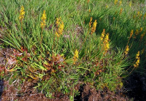 bog asphodel