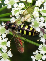 Epistrophella emarginata