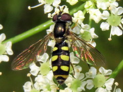Epistrophella emarginata