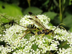 Spilopteron formosum