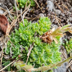 Sempervivum