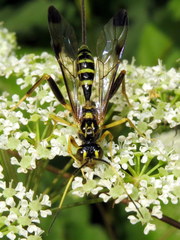Spilopteron formosum