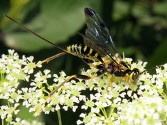 Spilopteron formosum