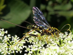 Spilopteron formosum