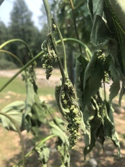 Cyclachaena xanthiifolia