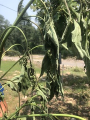 Cyclachaena xanthiifolia