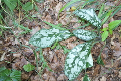 Pulmonaria longifolia