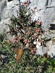 Fendlera linearis