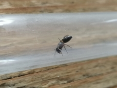 Hylaeus