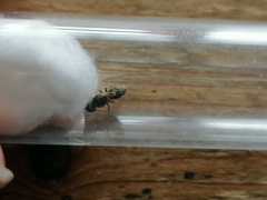 Hylaeus