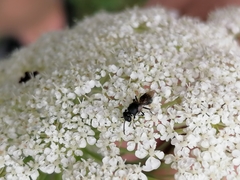Hylaeus