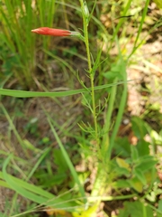 Ipomopsis rubra