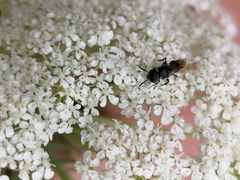 Hylaeus