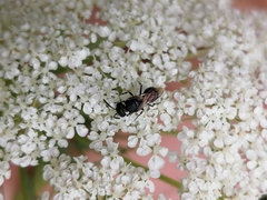 Hylaeus