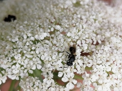Hylaeus