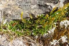 Coprosma perpusilla perpusilla