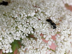 Hylaeus