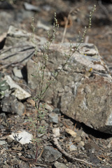 Chenopodium pratericola