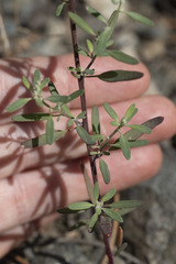 Chenopodium pratericola