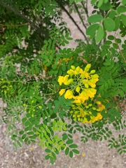 Erythrostemon mexicanus