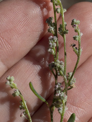 Chenopodium pratericola