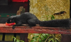 Callosciurus prevostii