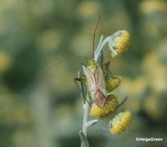 Adelphocoris quadripunctatus