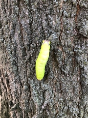 Antheraea polyphemus