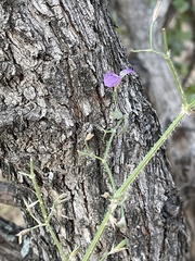 Dicliptera decorticans