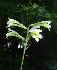 Cardiocrinum cordatum