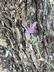 Dicliptera decorticans