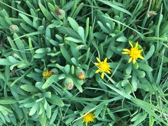 Jaumea carnosa