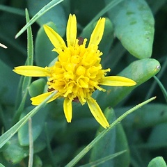 Jaumea carnosa