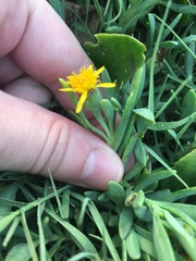 Jaumea carnosa