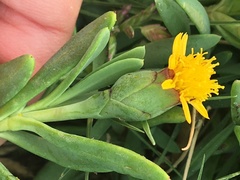 Jaumea carnosa