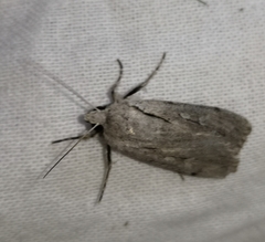 Dichagyris candelisequa