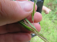 Dichanthelium neuranthum