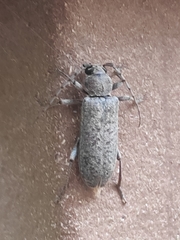 Trichoferus holosericeus