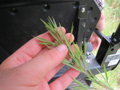 Dichanthelium neuranthum