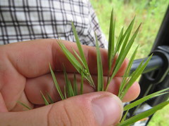 Dichanthelium neuranthum