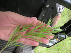 Dichanthelium neuranthum