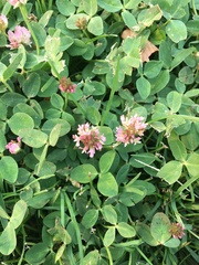 Trifolium fragiferum