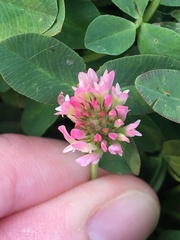 Trifolium fragiferum