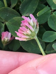 Trifolium fragiferum