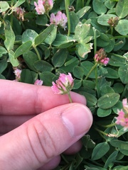 Trifolium fragiferum