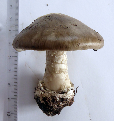 Amanita marmorata image