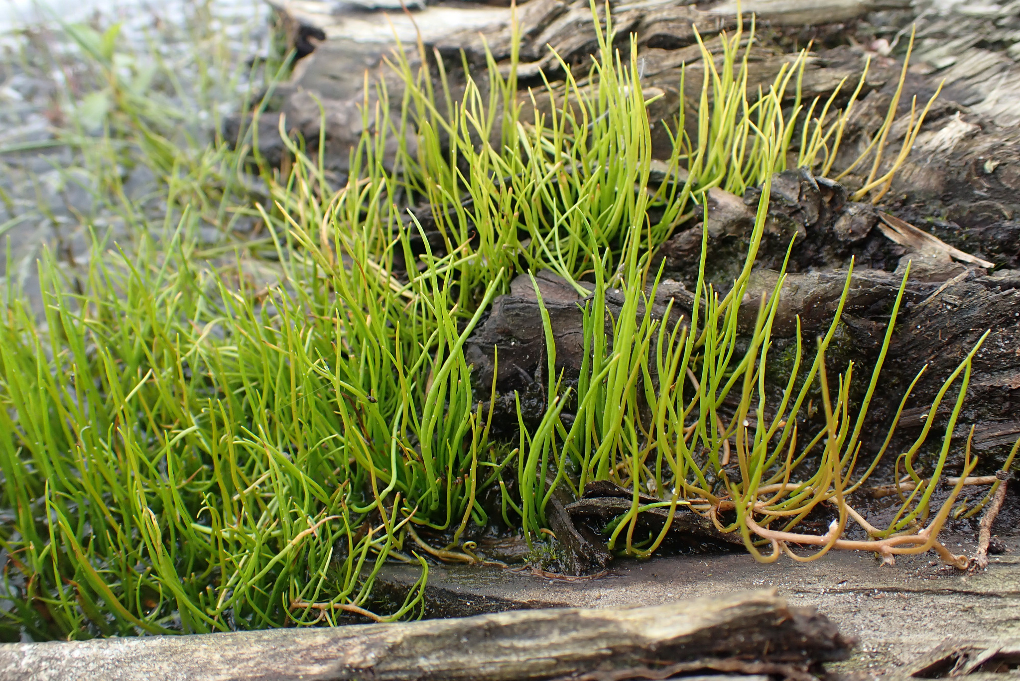 Pilularia